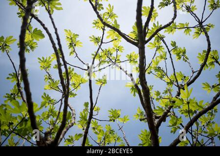 below view of fig tree with green leaves and foliage and branches, with clear blue sky, in fruit growing farm in the countryside Stock Photo