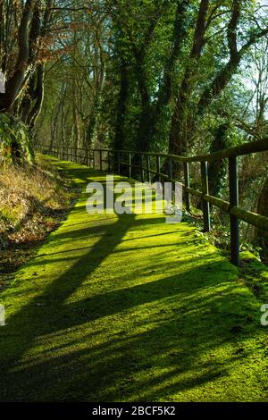 Footpath covered with bright green moss and a wooden fence casting shadow on a sunny day Stock Photo