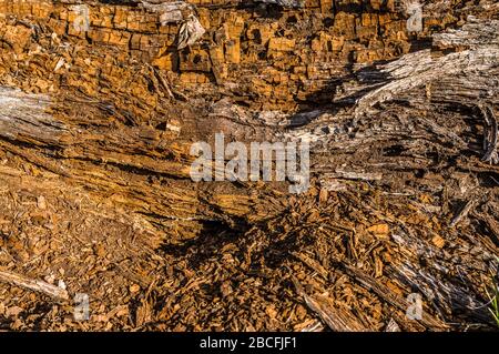 Dead wood, dead and rotting wood of tree trunks as habitat for animal Stock Photo