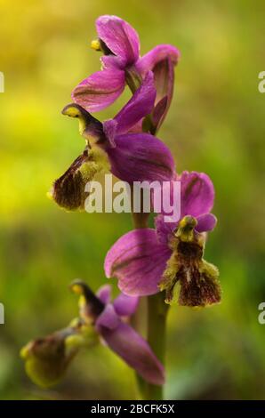 Wild Sawfly Orchid (Ophrys tenthredinifera) inflorescence with malformed flowers. Out of focus natural yellow and green background. Arrabida mountains Stock Photo