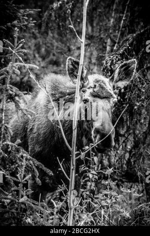 black and white moose, Kenai Peninsula, Alaska, United States Stock Photo