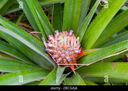 young Ananas plant on a plantation on Moorea Island, Fenche Polynesia, Society Islands Stock Photo