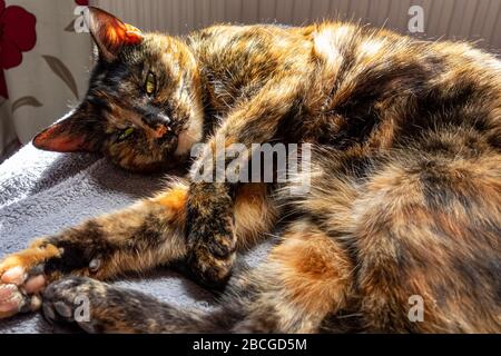 Tortoiseshell cat relaxing on the sofa in the sun Stock Photo