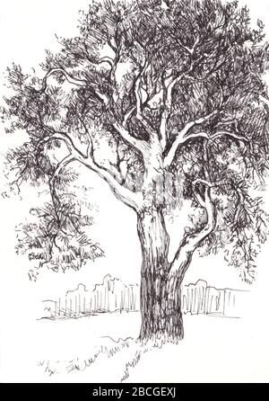 Ink sketch of pine and tree on white background Stock Photo