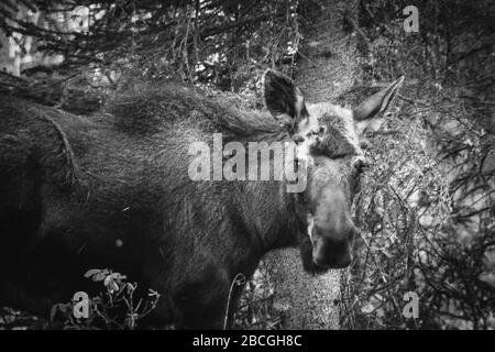 black and white moose, Kenai Peninsula, Alaska, United States Stock Photo