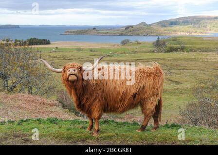 Highland Cow bellows on the isle of Mull Scotland. Stock Photo