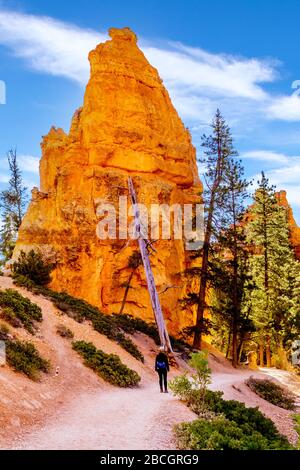 Hiking at Sunrise through the vermilion colored Hoodoos on the Queen's Garden Trail in Bryce Canyon National Park, Utah, United States Stock Photo