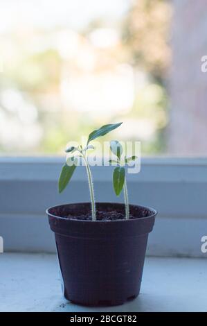 Young tomato plant on a small pot near window Stock Photo