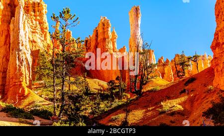 Sunrise over the vermilion colored Hoodoos on the Queen's Garden Trail in Bryce Canyon National Park, Utah, United States Stock Photo