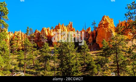 The vermilion colored Hoodoos on the Queen's Garden Trail in Bryce Canyon National Park, Utah, United States Stock Photo