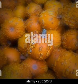 Warty Goblins for sale in the market, one is is in focus and brighter than the others, to illustrate the concept of standing out in a crowd Stock Photo