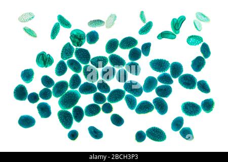 Magnified pollen grains under the light microscope. Grains of pollen often cause allergic reactions to the antigens. Stock Photo