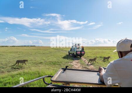 Cheetah (Acinonyx jubatus). Safari vehicles on a game drive watching a group of cheetahs, Masai Mara National Reserve, Kenya, Africa