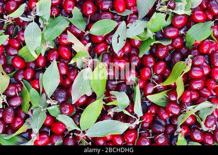 Ripe fruits of Cornelian cherries (Cornus mas) as a background. Stock Photo