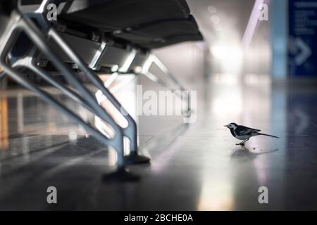 RETRANSMISSION - with corrected byline. A Pied Wagtail walks across a deserted arrivals hall in Terminal 2 at Heathrow Airport in London as the UK continues in lockdown to help curb the spread of the coronavirus. Stock Photo