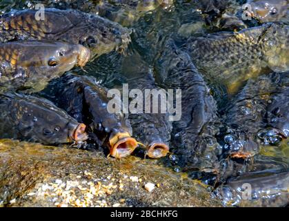 squeeze of  greedy carps on the edge of a pond Stock Photo