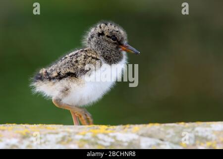 A Eurasian Oystercatcher (Haematopus ostralegus) chick on the Farne Islands, Northumberland, only a few days old Stock Photo