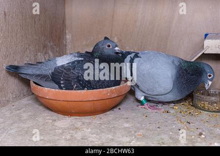 Breeding pair of pigeons in their box on the pigeon loft, the parents take turns to brood on the eggs Stock Photo