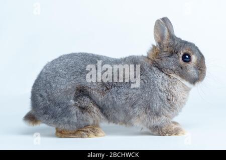 Adorable rabbit isolated on a white background Stock Photo