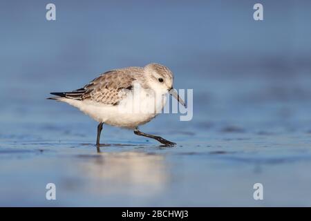 A Sanderling (Calidris alba), a small shorebird in non-breeding plumage feeding on a beach in winter in north Norfolk, England, UK Stock Photo