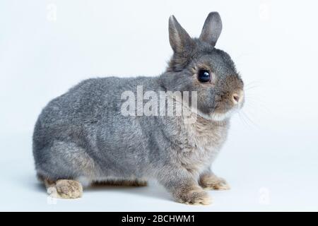 Adorable rabbit isolated on a white background Stock Photo
