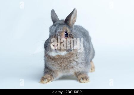 Adorable rabbit isolated on a white background Stock Photo