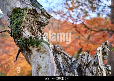 Dead and dried tree in autumn Stock Photo