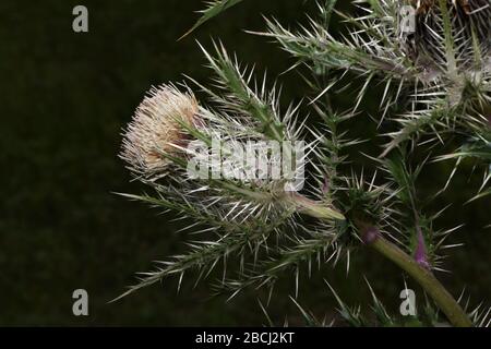 Bristle thistle - Cirsium Horridulum. Stock Photo