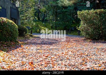 Path full of red leaves on a sunny morning Stock Photo