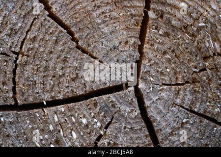 Tree rings old weathered wood texture with the cross section of a cut ...