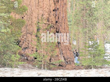 Giving a Sequoia tree a hug Stock Photo