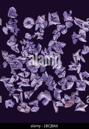 Dried hydrangea flowers. Abstract flatlay, top view. Vertical format. Free space for your text. Violet color scheme. Floral flatlay on dark background Stock Photo