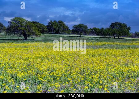 Spring wildflowers near San Antionio, Texas Stock Photo