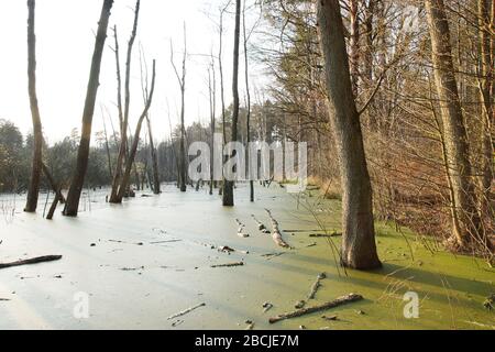 Entengrütze / Feuchtgebiet beim Hellsee / Biesenthaler Becken Stock Photo
