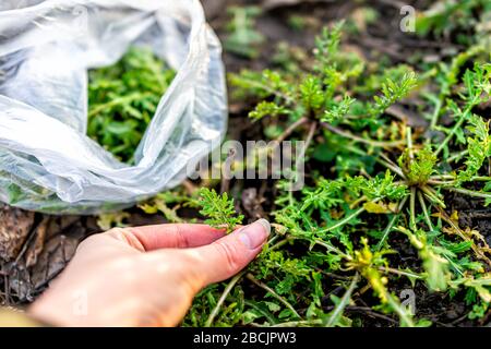 Hand harvesting arugula leaves in winter macro closeup of soil ground in farm or garden with plastic bag of leafy green vegetables Stock Photo