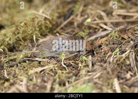 A cute Field or Short-tailed Vole, Microtus agrestis, emerging from its nest in a field in the UK. Stock Photo