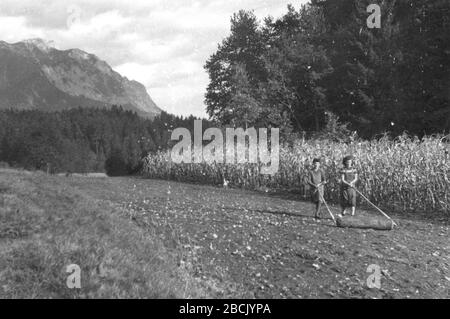 Slovenscina Valjanje Zemlje Ko Je Rz Posejana Triblajo S Triblom Iz Doba V Hribljah 1 August 1951 This Image Or Media Is Available On The Slovenian Ethnographic Museum S Websiteunder The Reference