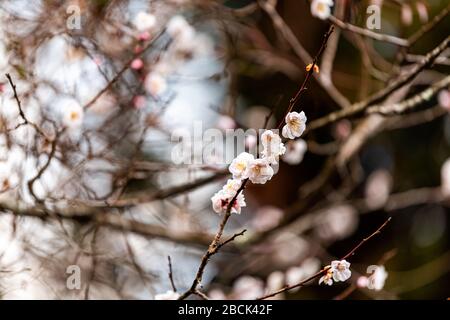 Closeup of one cherry tree sakura blossom opening flowers on branch with buds in spring springtime near shrine temple at Higashiyama walking course in Stock Photo