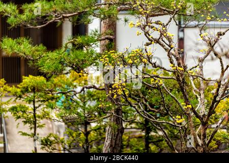 Cornelian cherry tree in early spring with yellow buds blooming opening in Takayama, Gifu Prefecture, Japan garden with traditional building at Sogenj Stock Photo