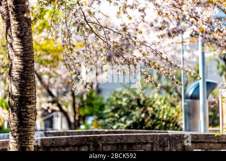 Kyoto kiyamachi-dori neighborhood area street in spring with Takase river canal water in Japan on sunny day with sakura cherry blossom petals flowers Stock Photo