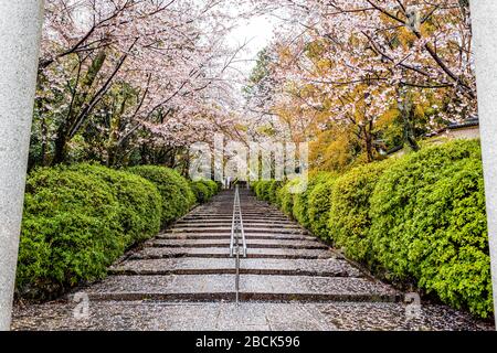 Stairs wet steps covered in cherry blossom flowers sakura petals after rain with railing and garden trees at Munetada Jinja shrine temple in Kyoto, Ja Stock Photo