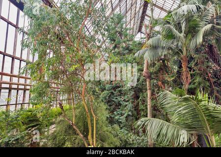 inside a greenhouse with a large number of different tropical plants Stock Photo