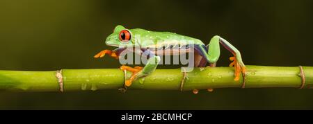 Central / South American Red Eyed Tree Frog (Agalychnis callidryas) walking along a bamboo stem Stock Photo