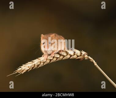 Harvest mouse (Micromys minutus) on an ear of wheat in a studio setting, Dorset, England, Great Britain Stock Photo