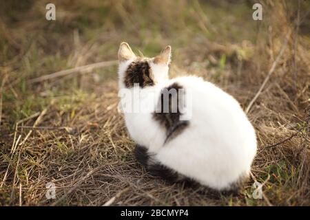 white cat sitting in the old brown grass, relaxes in a sunny garden Stock Photo