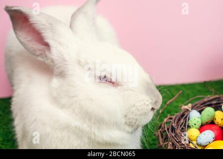 A cute white big rabbit is sitting on the green grass next to an Easter cake. The concept of a light Easter holiday. Stock Photo