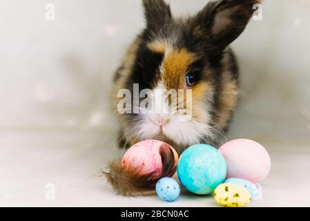 Easter bunny rabbit with multi colored painted egg on grey background. Easter holiday concept. Stock Photo