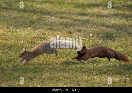 Black and grey squirrels Stock Photo