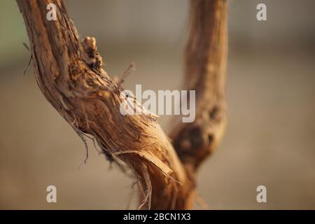 Dry brown branches or trunk of a vine growing in a sunny garden Stock Photo