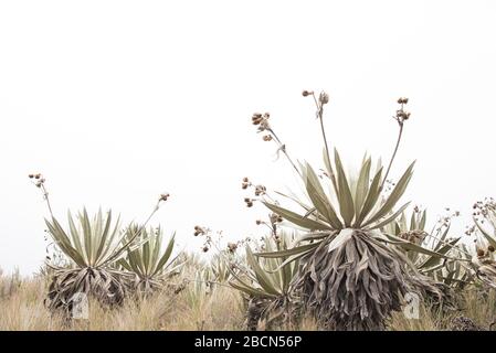 Chingaza National Natural Park, Colombia. Native vegetation, paramo ecosystem: frailejon, espeletia grandiflora Stock Photo